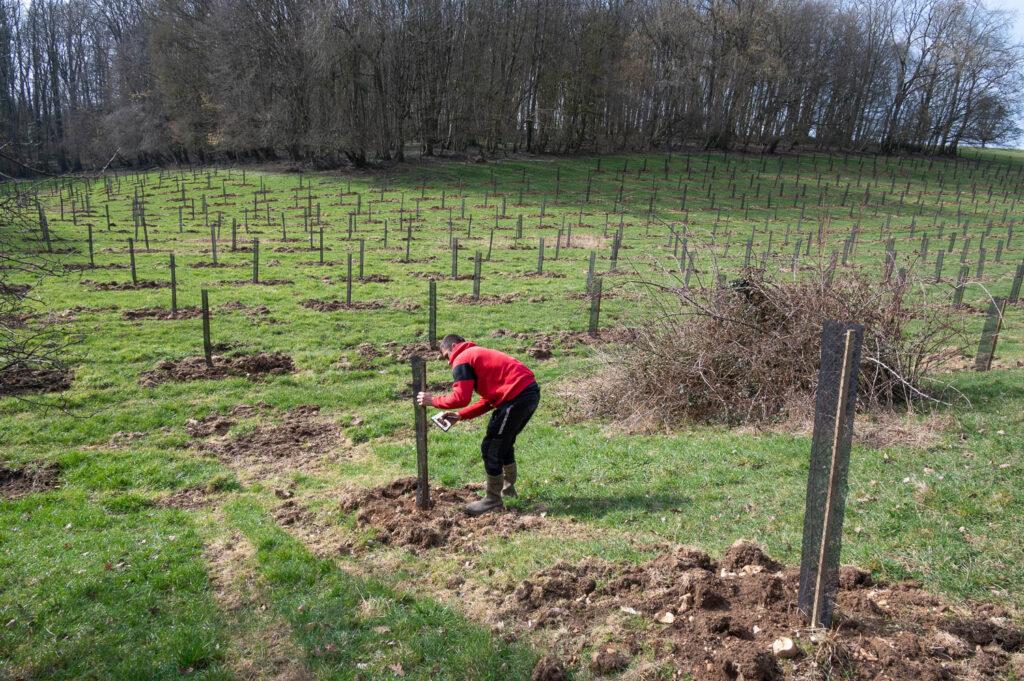 Guide de plantation de peupliers densité de plantation et cultivars — free download