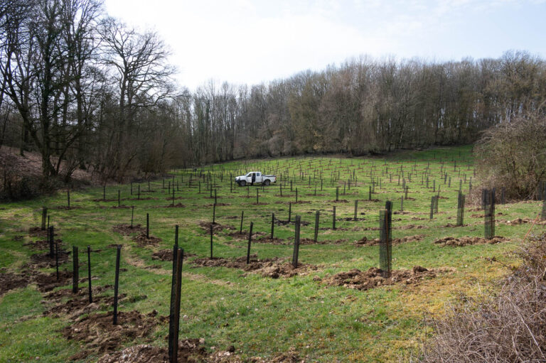 Lire la suite à propos de l’article Reprise ou échange de plants d’arbre : des réponses au cas par cas